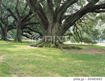 木 ニューオーリンズ 米国 30483662
