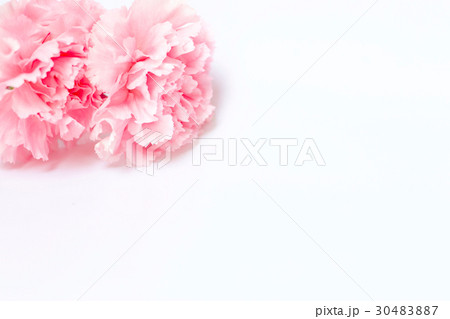 Pink carnation on white background Pink carnation on white background 30483887