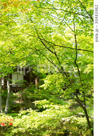 新緑 - 宝筐院 30483962