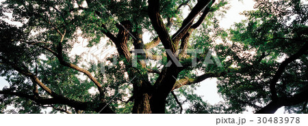 京畿道 キョンギド 木 30483978