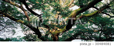 枝 木 植物 30484081