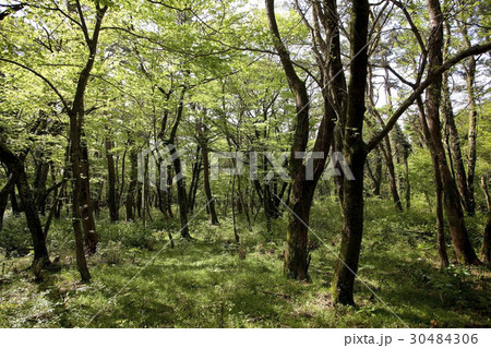 木 トレイル 森 30484306