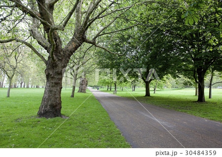 公園 木 トレイル 30484359