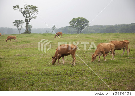 動物 山 小 30484403