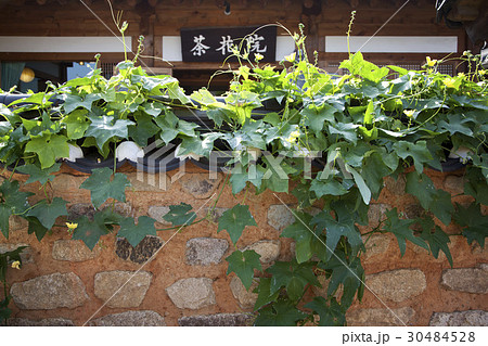 フェンス 塀 葉 30484528