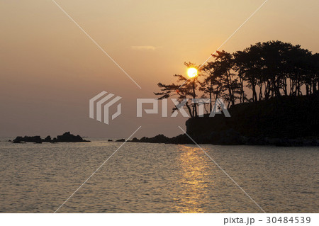 木 海 松 30484539