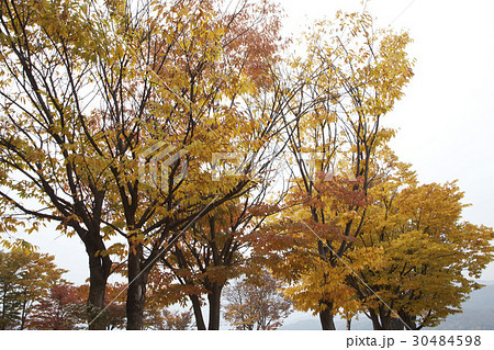 秋 木 紅葉 30484598