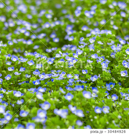 Veronica small delicate flowers 30484926