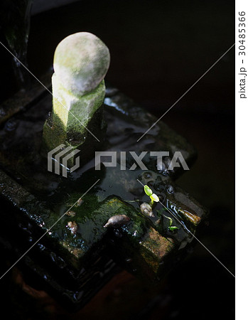 young plant of new seed born and grow up young plant of new seed born and grow up 30485366