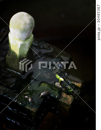 young plant of new seed born and grow up  30485367