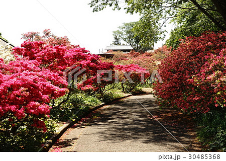 笠間つつじまつり 30485368