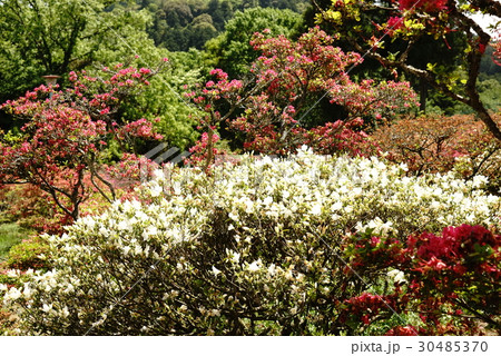 笠間つつじまつり 30485370