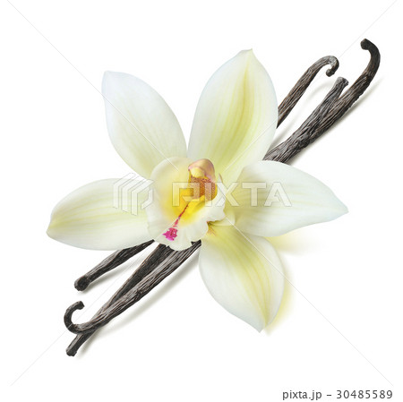 Vanilla bean flower diagonal isolated 30485589
