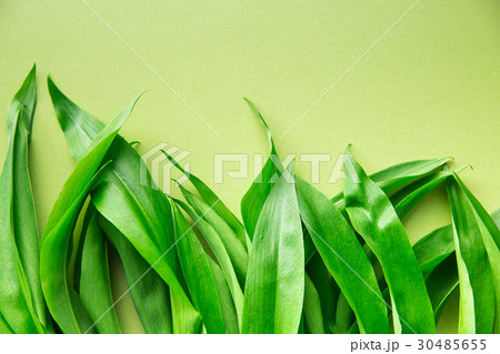 Ramson or wild garlic leaves 30485655