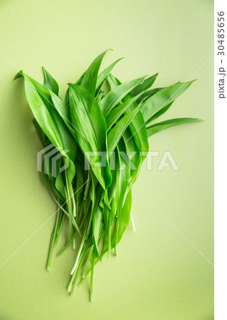 Ramson or wild garlic leaves Ramson or wild garlic leaves 30485656