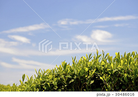 茶畑 茶畑 30486016