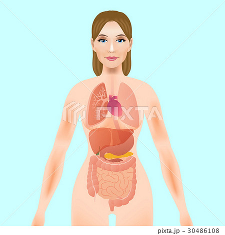 女性のシルエットと消化器 イメージイラストのイラスト素材