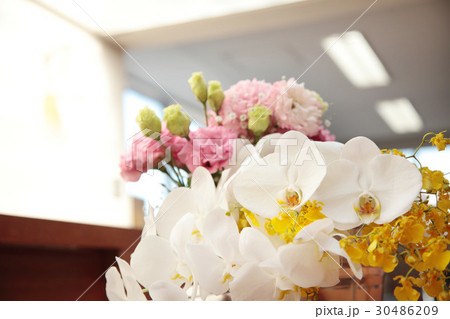 胡蝶蘭の花束 胡蝶蘭の花束 30486209