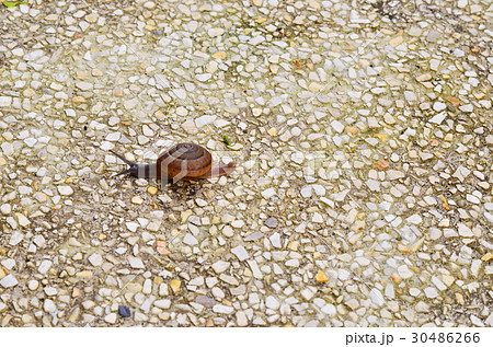 snail on gravel background 30486266