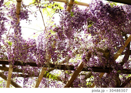 笠間稲荷神社　藤の花 30486307