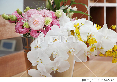 胡蝶蘭と花束の写真素材
