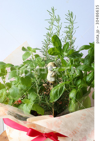 キッチンハーブの寄せ植え 30486635