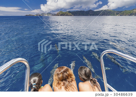 ドルフィンウォッチング　小笠原 30486639