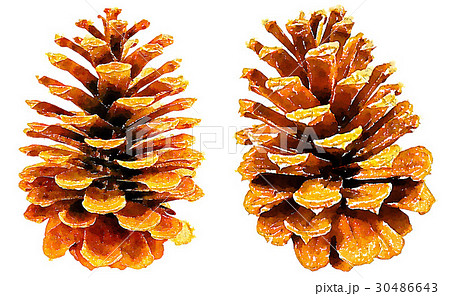 透明水彩 水彩画 ウォーターカラー 30486643