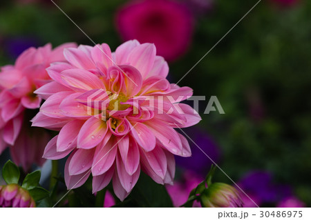 Beatiful pink dahlia flower 30486975