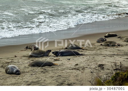 Piedras Blancas Elephant Seals 30487001