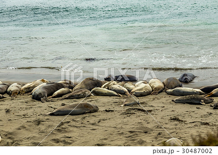 Piedras Blancas Elephant Seals 30487002
