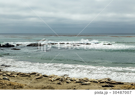 Piedras Blancas Elephant Seals 30487007