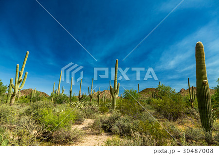 Saguaro National Park 30487008