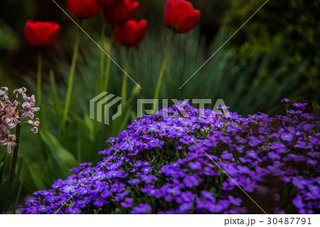beautiful colorful flower garden in spring 30487791