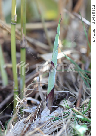 笹竹のタケノコ 30488312