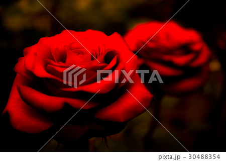 高貴な薔薇様 高貴な薔薇様 30488354