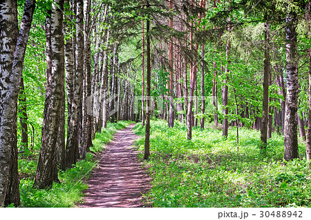 Forest landscape in early summer. 30488942