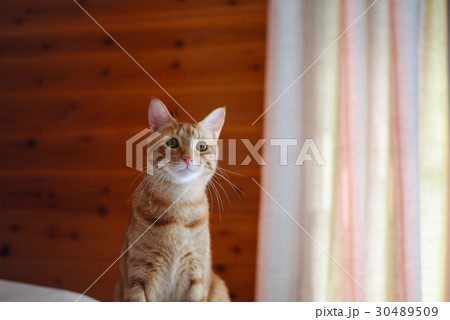 茶トラ猫 茶トラ猫 30489509