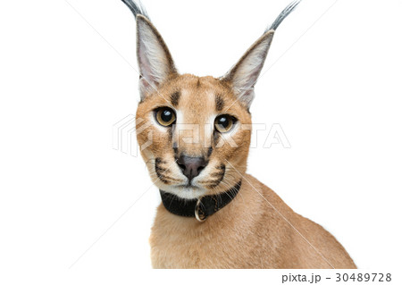 Beautiful caracal lynx isolated on white 30489728