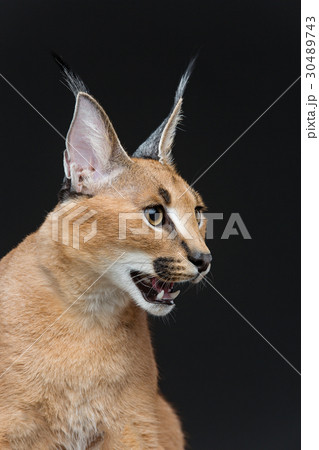 Beautiful caracal lynx over black background 30489743