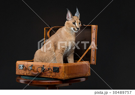 Beautiful caracal lynx over black background 30489757
