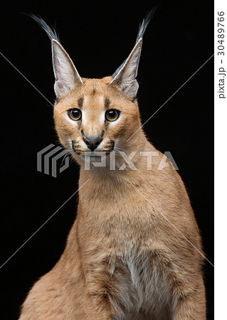 Beautiful caracal lynx over black background Beautiful caracal lynx over black background 30489766