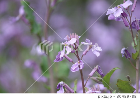 ムラサキハナナ 30489788