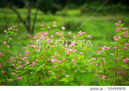 奈良県櫻井市三谷地区で撮影した蕎麦の花 奈良県櫻井市三谷地区で撮影した蕎麦の花 30489806