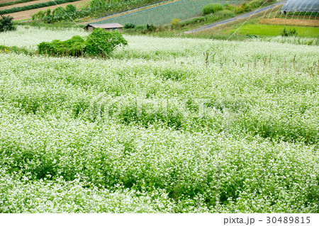 奈良県櫻井市笠地区で撮影した蕎麦の花 奈良県櫻井市笠地区で撮影した蕎麦の花 30489815