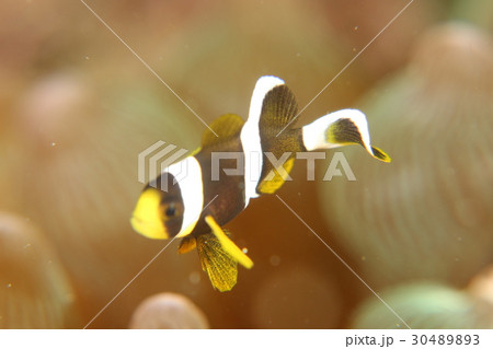 クマノミ幼魚 30489893
