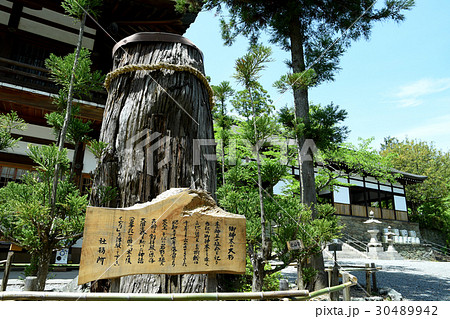 伊太祁曽神社の御神木 伊太祁曽神社の御神木 30489942