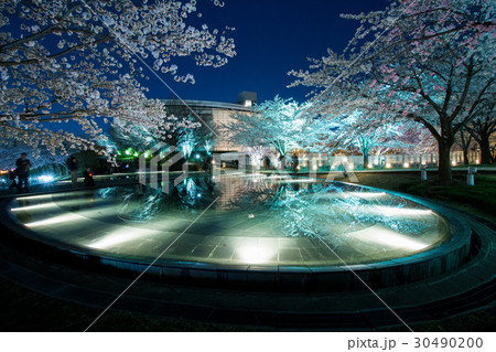 新潟の夜桜 30490200