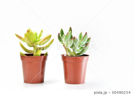 多肉植物 多肉植物 30490254