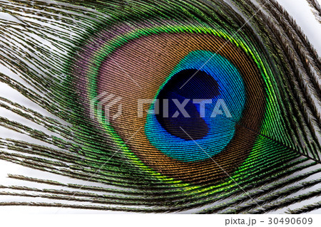 Peacock feather 30490609